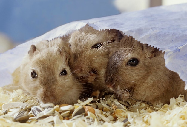 Gerbils