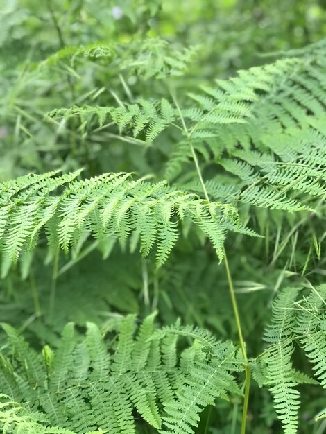 Gerenfern in the forest