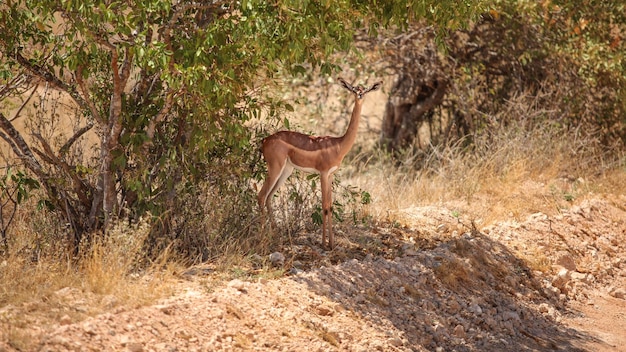 Gerenuk-木の陰に立っているキリンガゼル（Litocraniuswalleri）。ケニアのツァボイースト国立公園