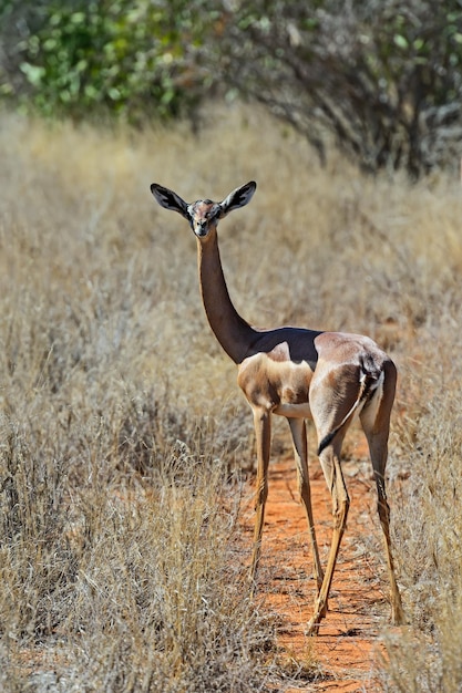 Gerenuk in de National Reserve of Africa, Kenia