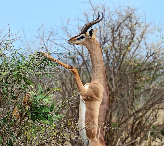 Photo gerenuk in the national reserve of africa, kenya