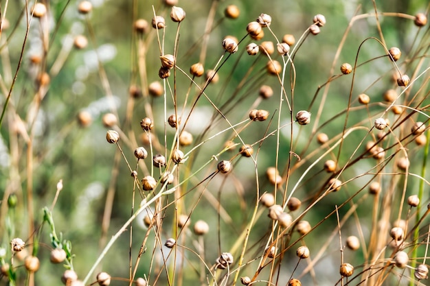 Gerijpt vlas op het veld in de zomer Linum Natuurlijke natuurlijke achtergrond Een plant waarvan olie en kleding worden gemaakt
