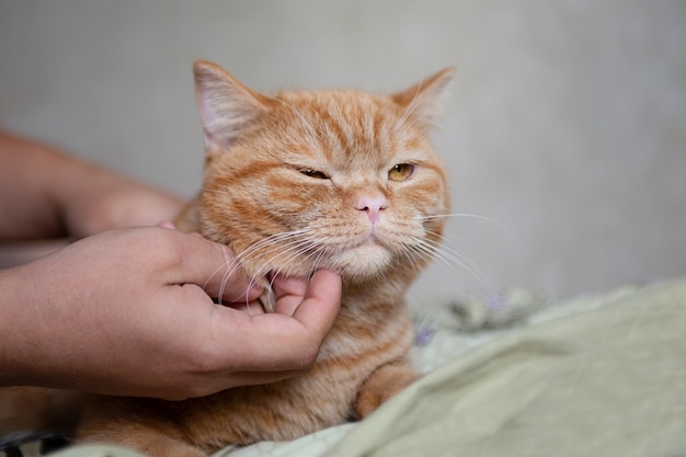 Gerimpeld gemberkatje is graag huisdieren door mannenhand Purebed Britse kortharige kat