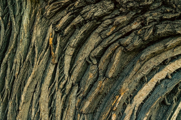 Gerimpelde bast van oude acacia