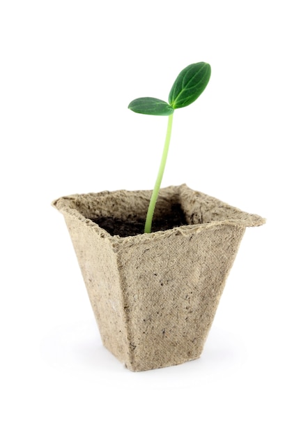 Germ sprouted cucumber seedling in a paper pot