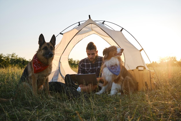 German and Australian Shepherds on vacation at a campsite near a tent with male pet owner at sunset