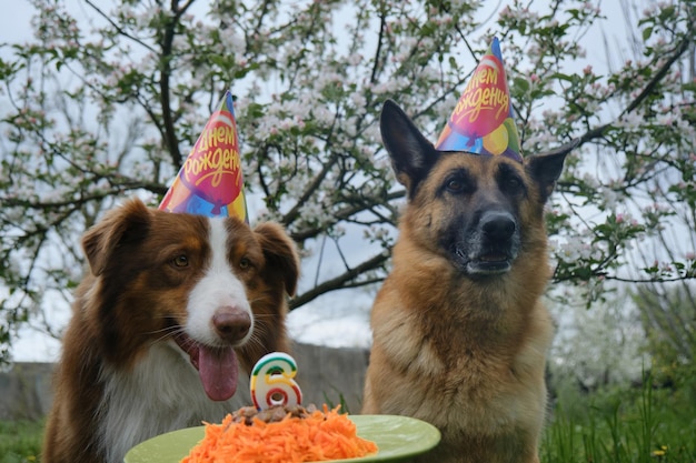 Foto i pastori tedeschi e australiani indossano cappucci di carta multicolore sulla testa torta per animali domestici