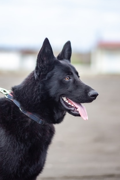 German Black Shepherd on the sandy beatch of Black Sea, Poti