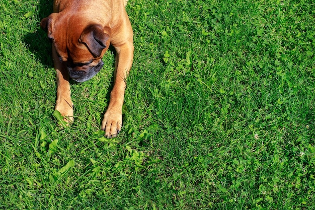 緑の芝生の上のドイツのボクサー犬