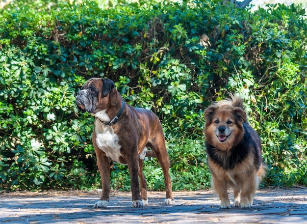 German boxer dog and mongrel dog