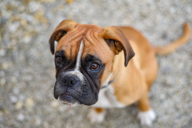 地面に横たわっているドイツのボクサーの子犬