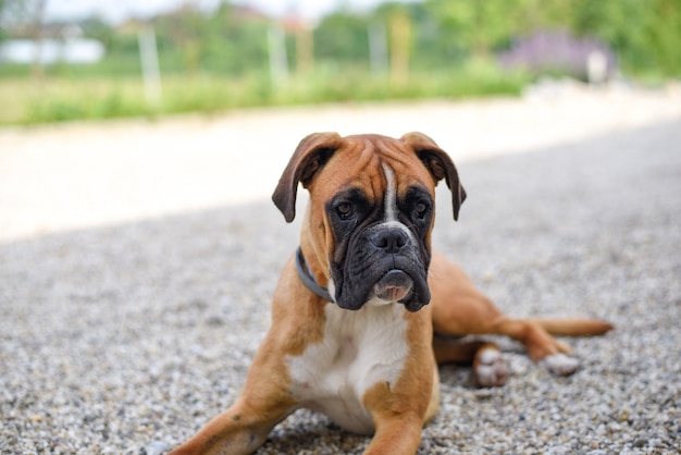 German boxer puppy lying on the ground