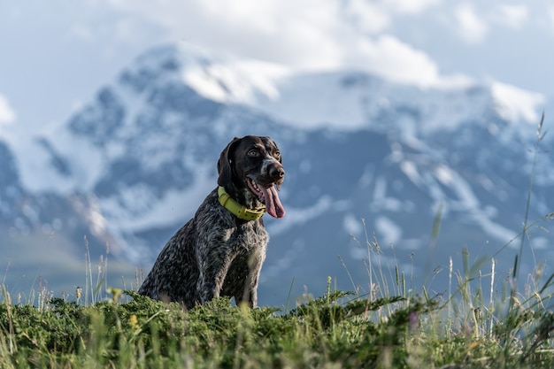 German drathaar sits against the backdrop of the most beautiful mountains