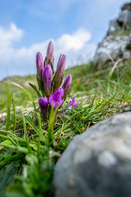 Photo german gentian (gentianella germanica) flower growing on monte poieto in italy