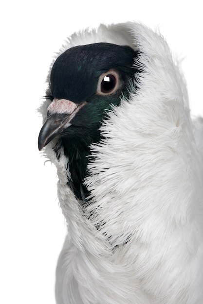 German helmet with feathered feet pigeon