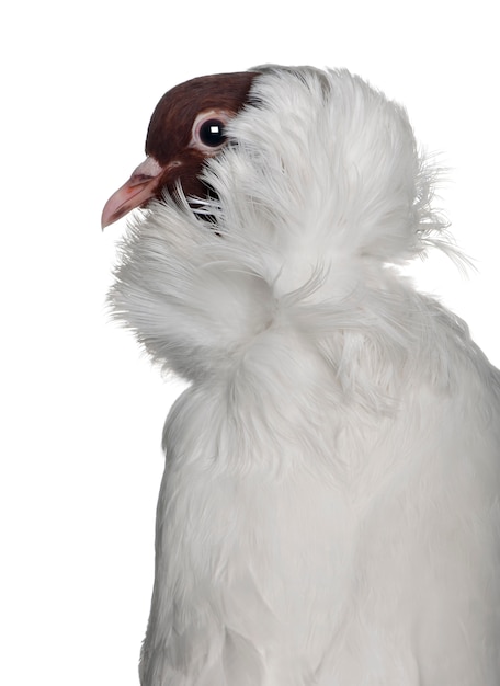 German helmet with feathered feet pigeon