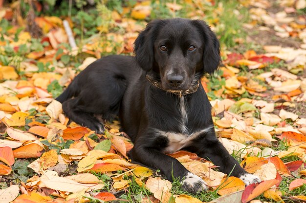 ドイツの狩猟スパニエル、狩猟の美しい犬の肖像画