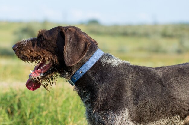 夏のドイツの狩猟ウォッチドッグdrahthaar美しい犬の肖像画