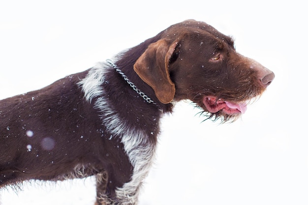 Немецкий охотничий сторожевой пес Дратхаар Портрет красивой собаки зимой