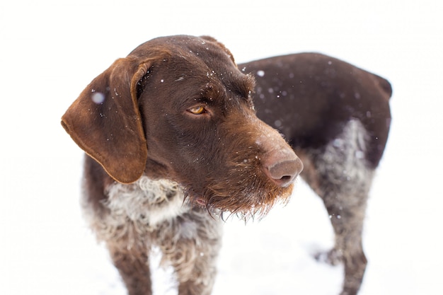 German hunting watchdog on the snow