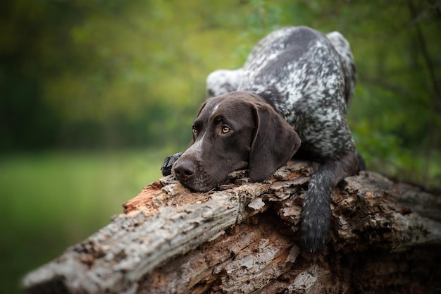 German Kurzhaar lies on a tree.