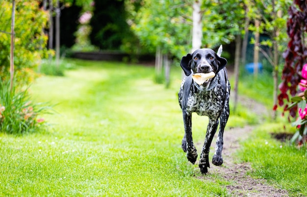 German pointer Hunting dog in motion