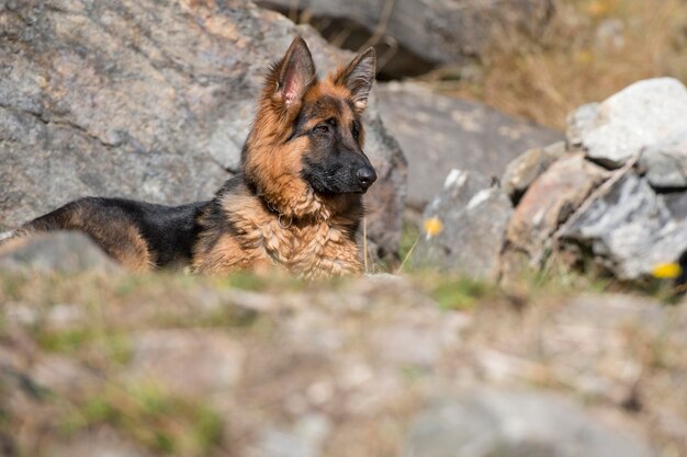 German shepard young dog while looking at you