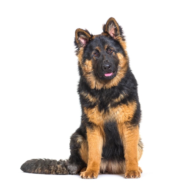 German sheperd dog isolated on white