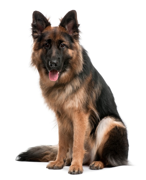 German Shepherd, 10 months old, sitting in front of white wall