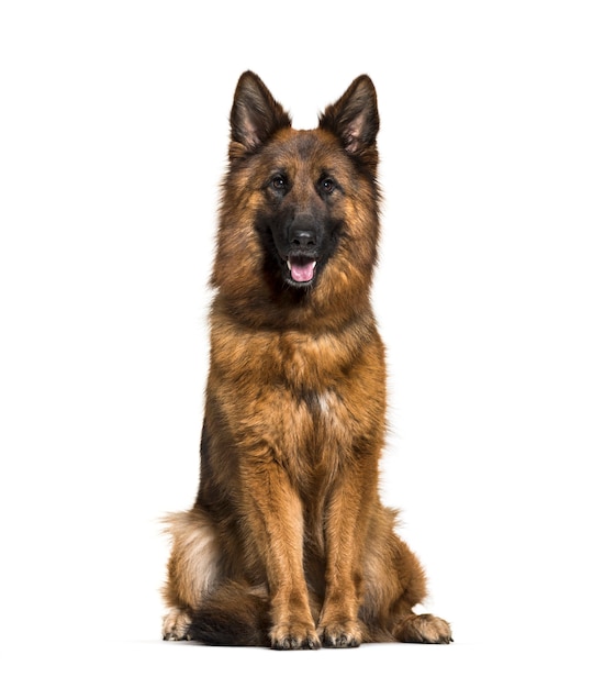 German Shepherd, 3 years old, in front of white background