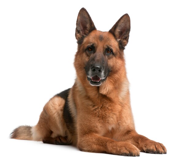 German Shepherd, 5 years old