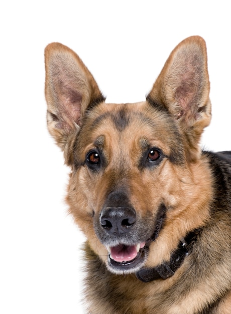 German shepherd, 9 years old. dog portrait isolated