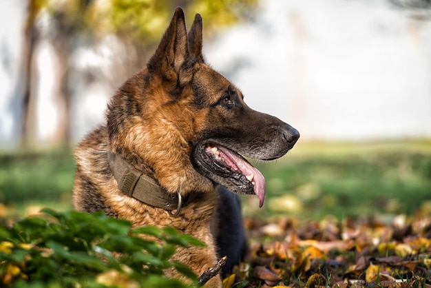 ジャーマンシェパードアルザス警察犬