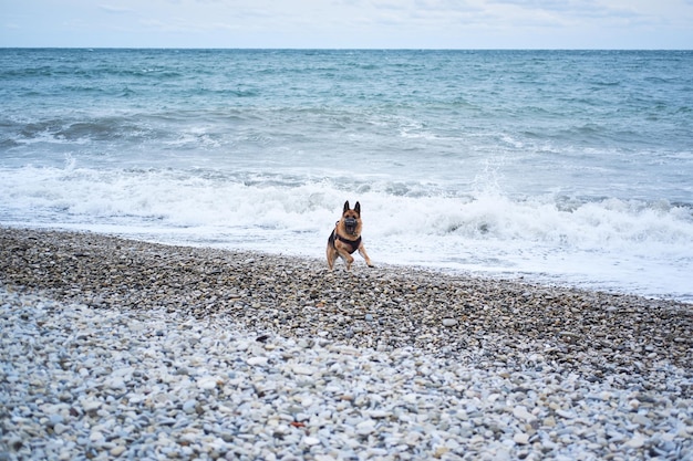 German Shepherd black and red color dressed in harness and muzzle runs on beach