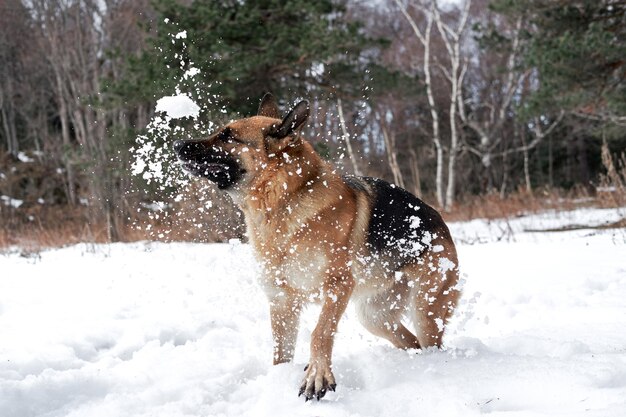 雪に覆われた冬の森の黒と赤のジャーマンシェパードは、口で雪を喜んでキャッチします