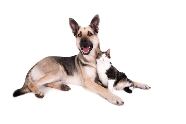 German Shepherd and cat in a friendly pose.