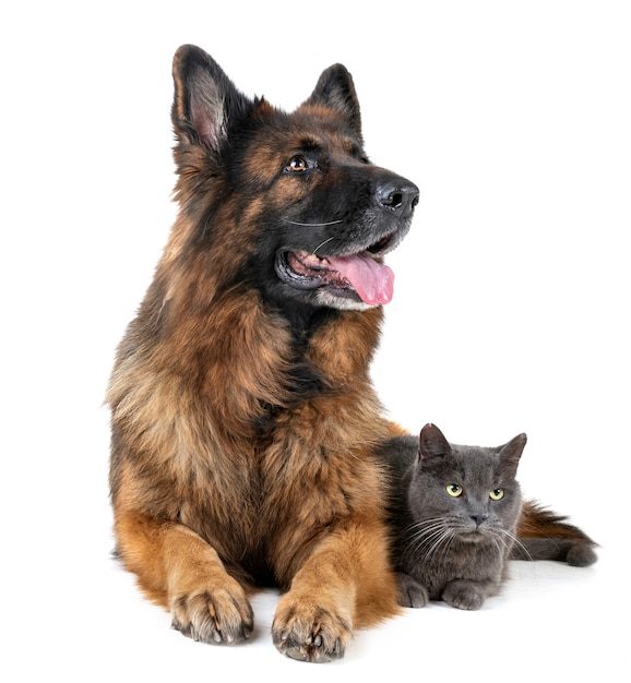 german shepherd and cat