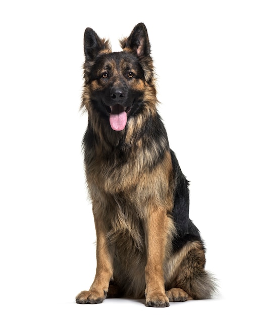 German Shepherd dog , 1 year old, sitting against white background