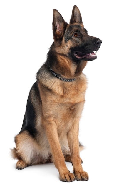 German Shepherd dog, 10 months old