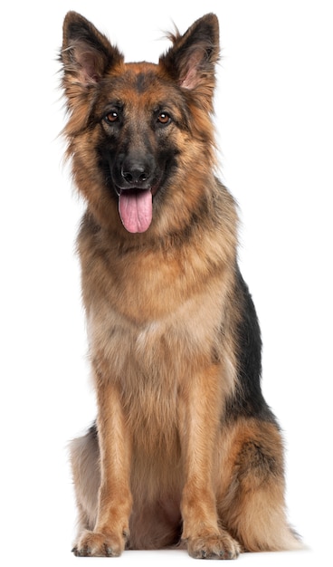 German Shepherd Dog, 2 and a half years old, sitting