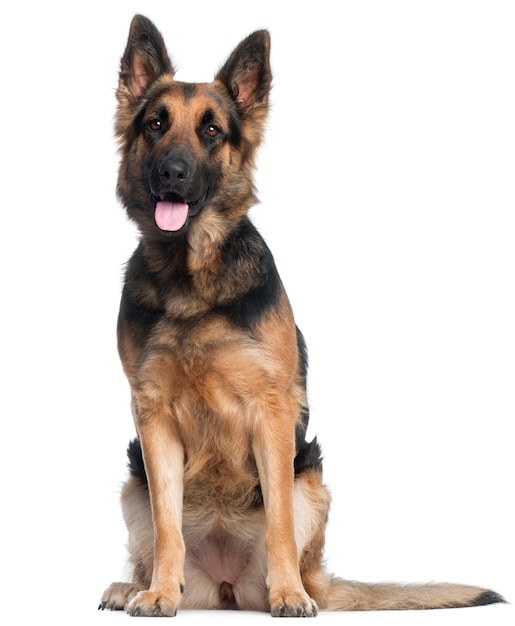 German Shepherd Dog, 2 years old, sitting