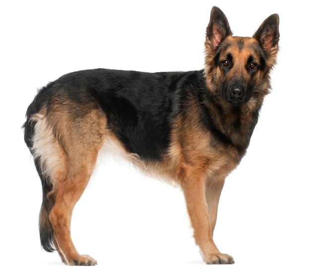 German Shepherd Dog, 2 years old, standing