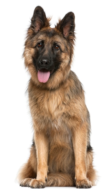 German Shepherd Dog, 21 months old, sitting