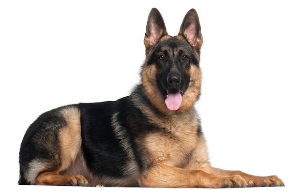 Photo german shepherd dog, 8 months old, lying