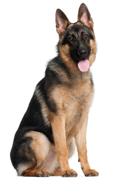 German Shepherd Dog, 8 months old, sitting