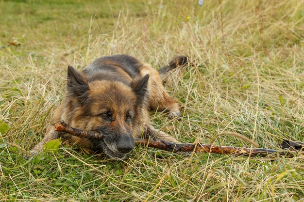 German shepherd dog. Dog lies on the grass and gnaws a stick.