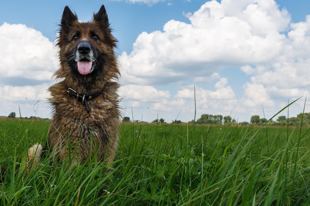 ジャーマンシェパード犬。犬は雲のある青い空を背景に緑の芝生に座っています。