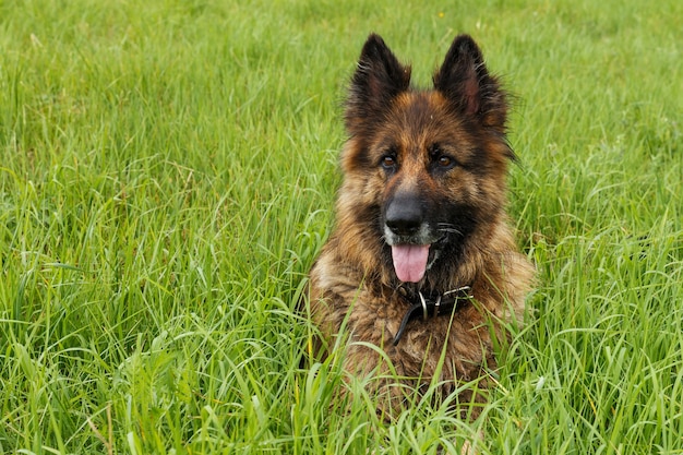 ジャーマンシェパード犬。緑の草に座っている犬。犬は舌を突き出しました。