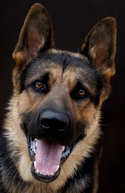 見栄えの良いジャーマンシェパード犬の顔