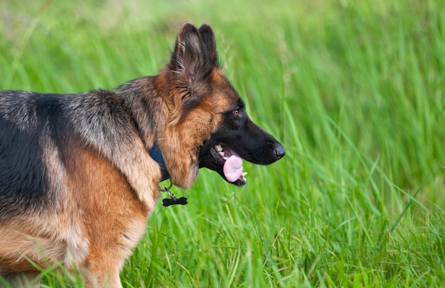 フィールドでジャーマンシェパード犬